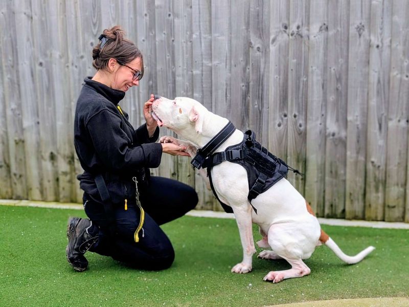 undefined | American Bulldog | undefined - 4