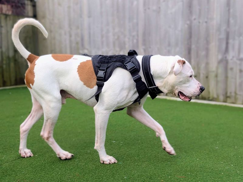 Maximillian | American Bulldog | Cardiff - 1
