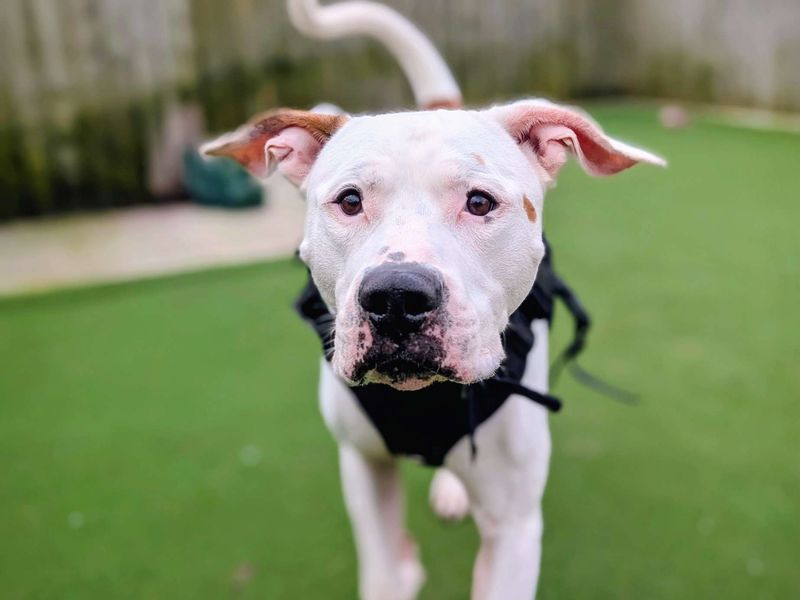 undefined | American Bulldog | undefined - 6