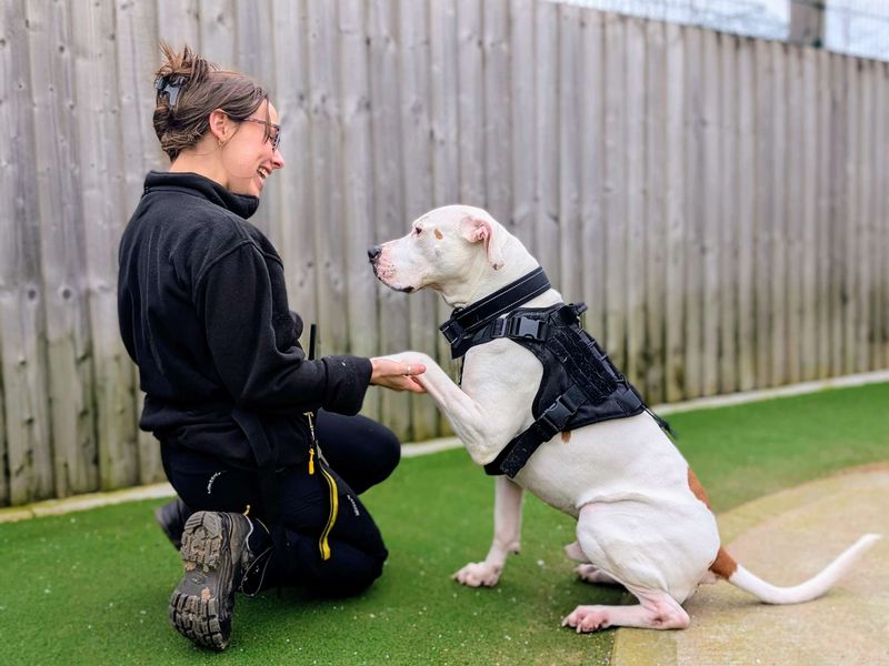 undefined | American Bulldog | undefined - 8