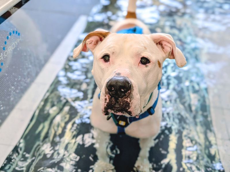 undefined | American Bulldog | undefined - 9