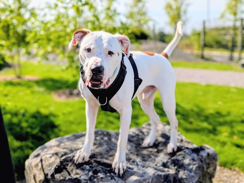 Maximillian | American Bulldog | Cardiff - 9