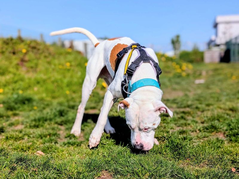 Maximillian | American Bulldog | Cardiff - 4