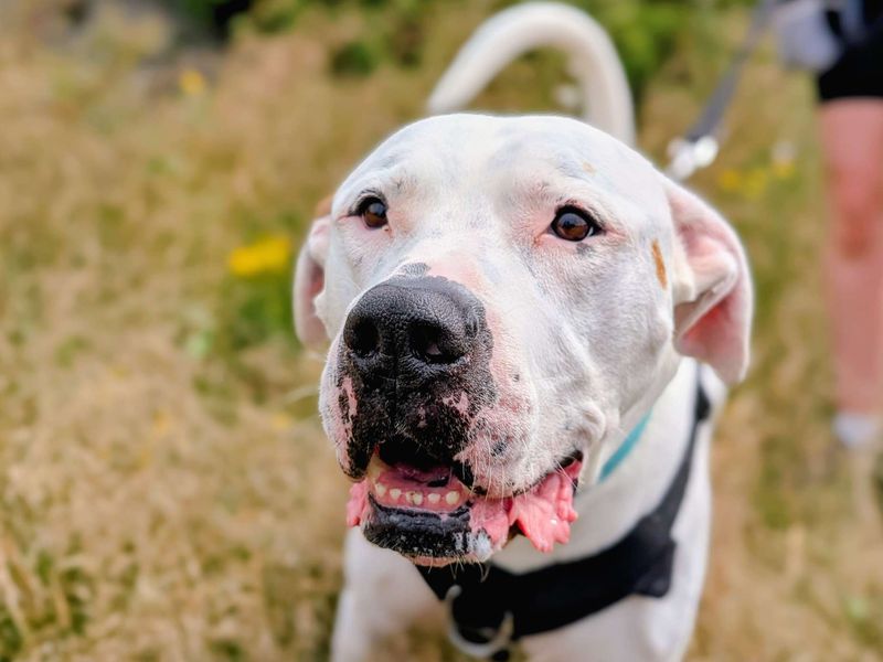 Maximillian | American Bulldog | Cardiff - 2