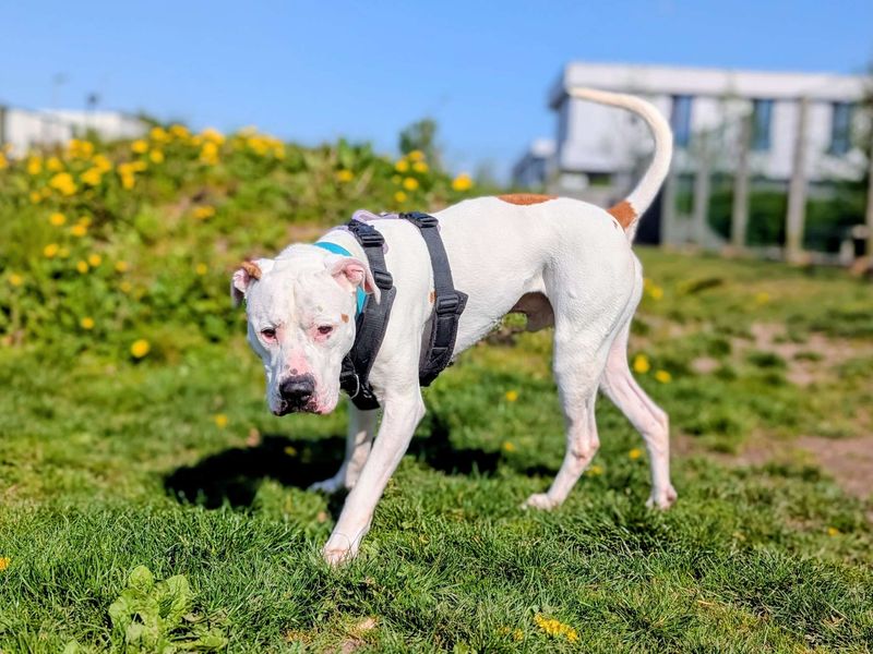 Maximillian | American Bulldog | Cardiff - 10
