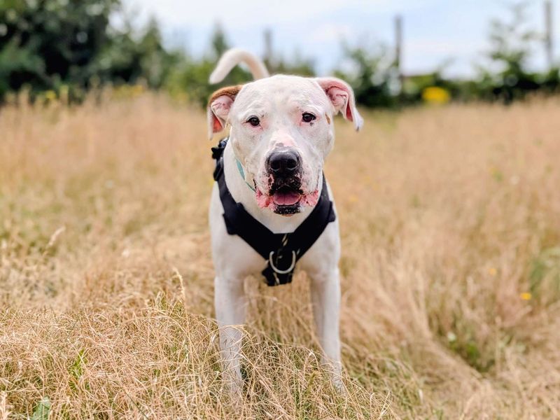 Maximillian | American Bulldog | Cardiff - 12
