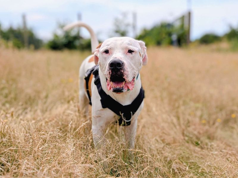Maximillian | American Bulldog | Cardiff - 13
