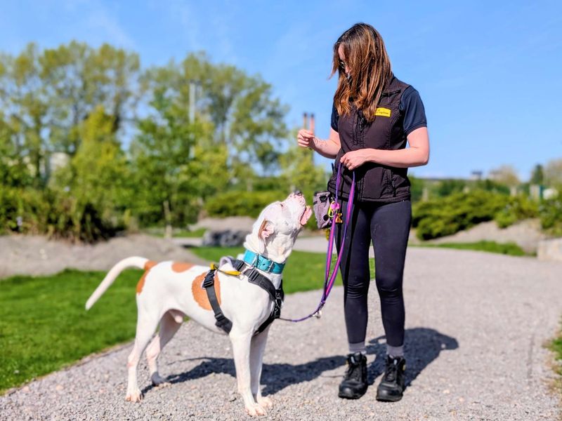 Maximillian | American Bulldog | Cardiff - 11