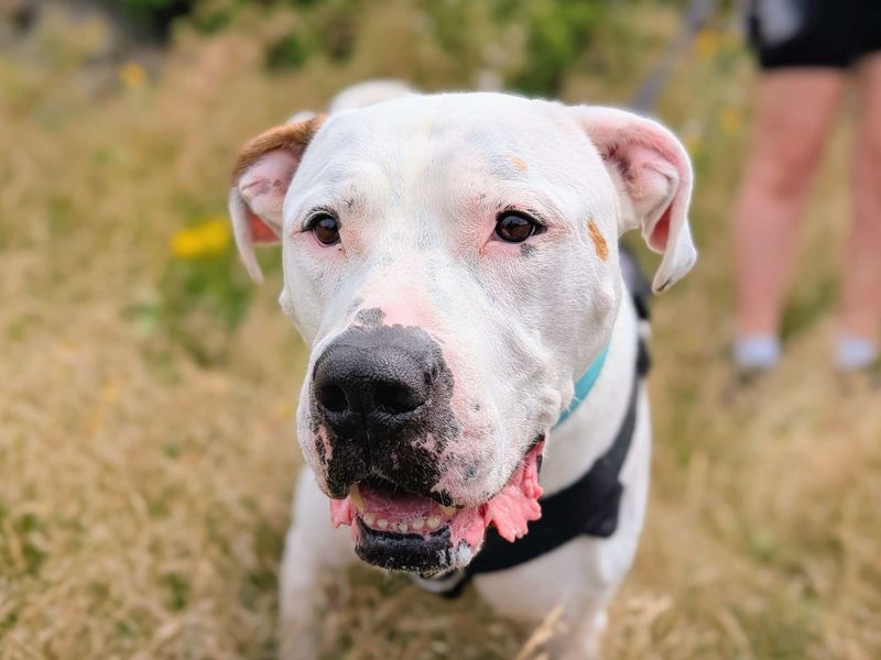 Maximillian | American Bulldog | Cardiff - 8