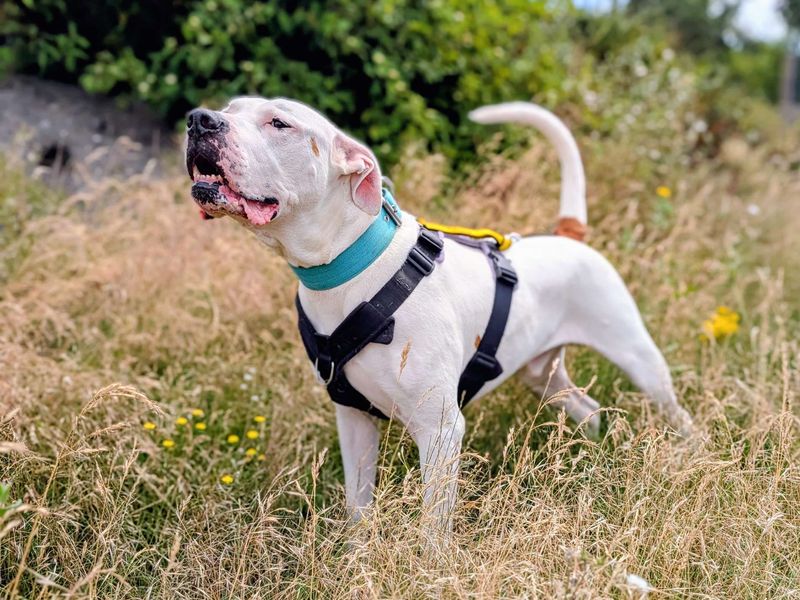 Maximillian | American Bulldog | Cardiff - 1