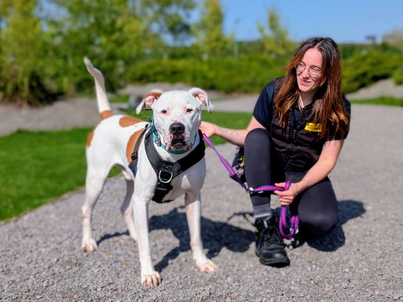 Maximillian | American Bulldog | Cardiff - 5