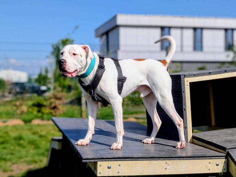 Maximillian | American Bulldog | Cardiff - 3