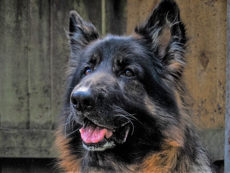 German Shepherd puppies for sale in Kenilworth – 11 years old