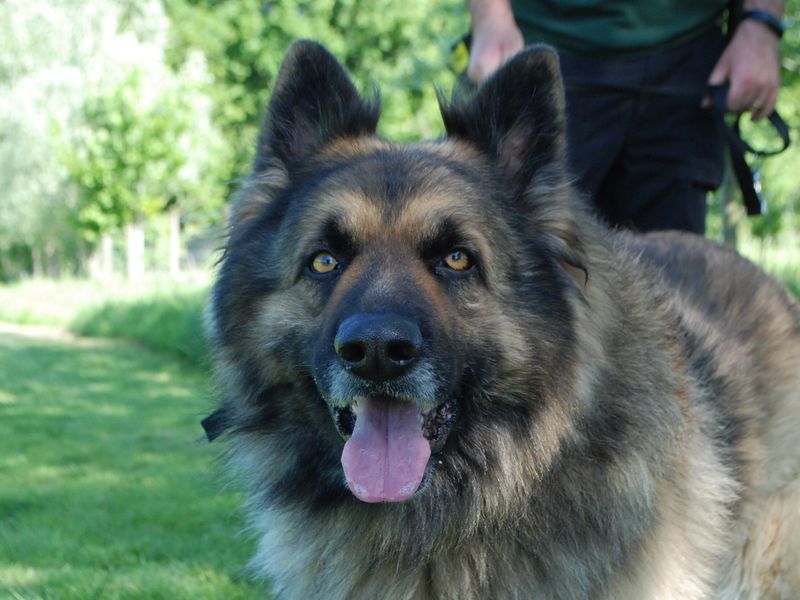 German Shepherd for adoption in Newbury, Berkshire – 8 years old - Image 5 of 5