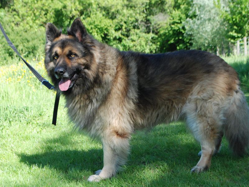 German Shepherd for adoption in Newbury, Berkshire – 8 years old - Image 3 of 5