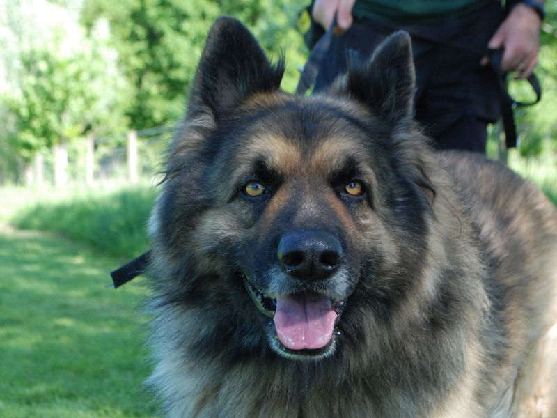 Bear for sale in Newbury, Berks | Image 2