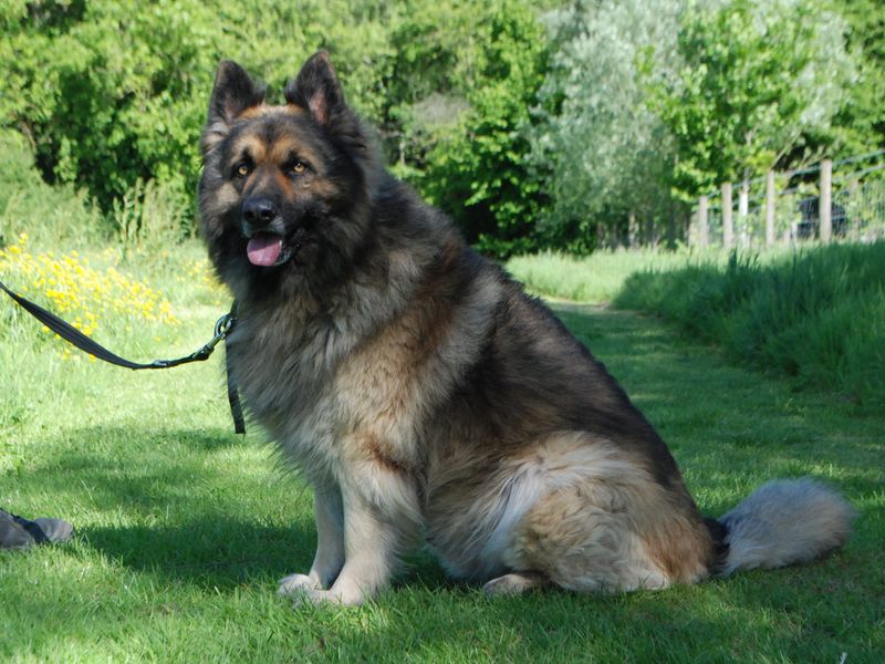 German Shepherd for adoption in Newbury, Berkshire – 8 years old - Image 4 of 5