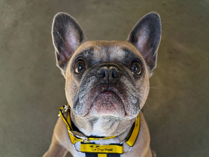 Hetty | French Bulldog Cross | Basildon (Essex) - 1