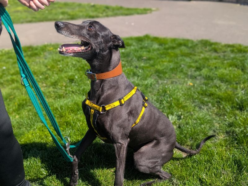 Sydney | Lurcher | Bridgend (Wales) - 1