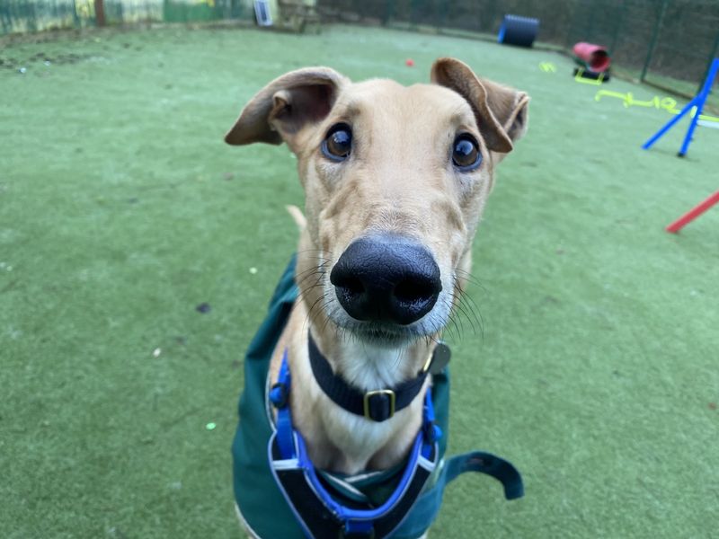 Miller | Greyhound | Kenilworth (West Midlands) - 1