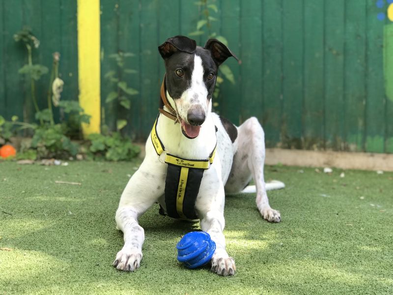 Greyhound for adoption in Ilfracombe, Devon – 5 years old - Image 1 of 5