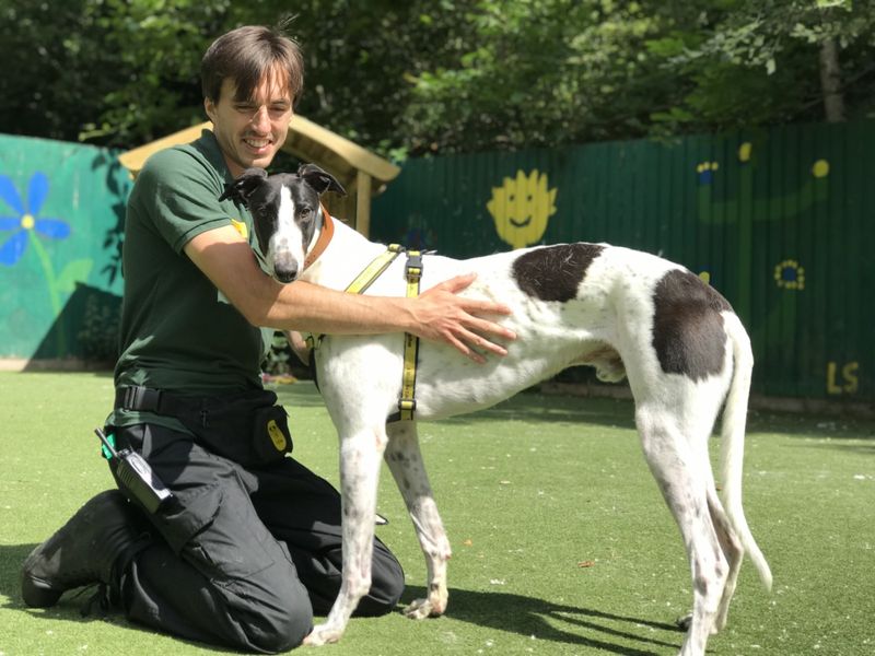 Greyhound for adoption in Ilfracombe, Devon – 5 years old - Image 3 of 5