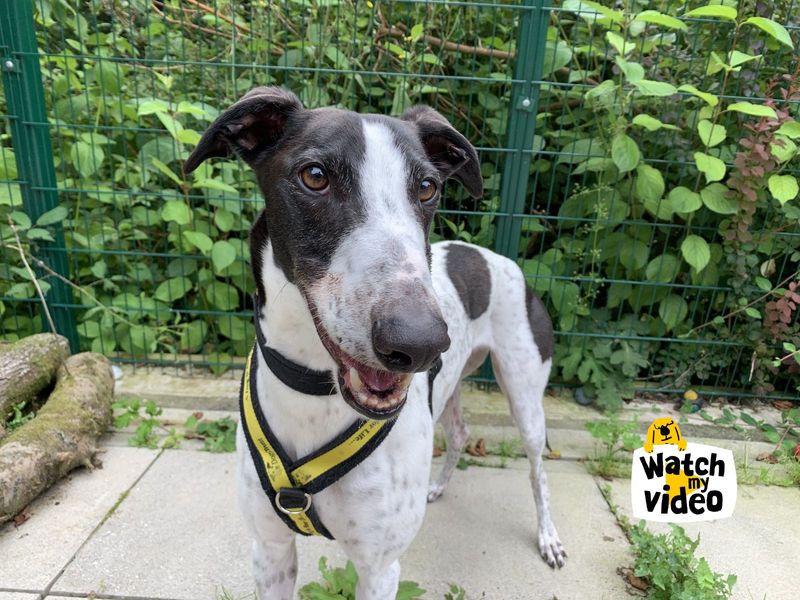 Greyhound for adoption in Ilfracombe, Devon – 5 years old - Image 2 of 5