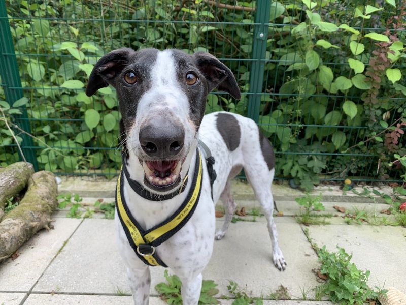 Greyhound for adoption in Ilfracombe, Devon – 5 years old - Image 5 of 5