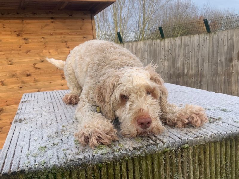 Baxter for sale in Wymeswold - Image 3