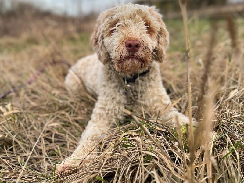 Poodle puppies for sale in Wymeswold – 4 years old