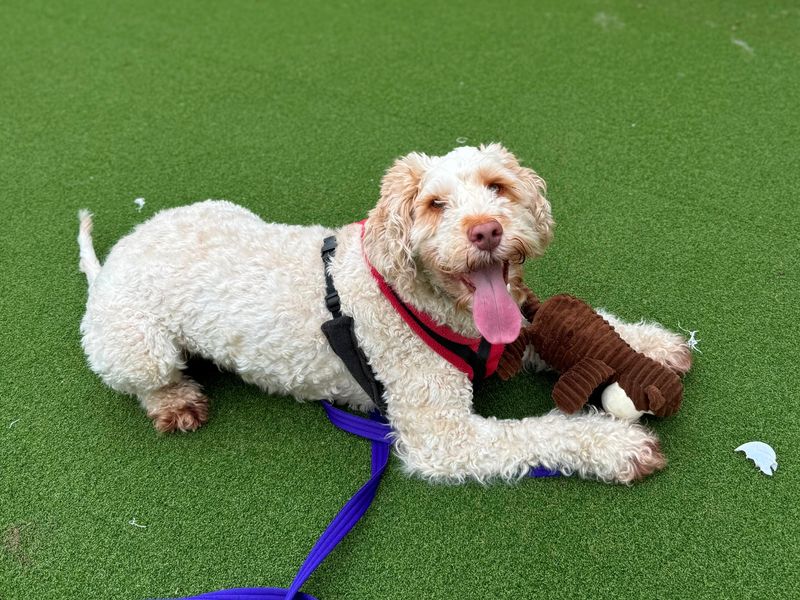 Poodle for adoption in Wymeswold, Leicestershire – 4 years old - Image 2 of 2