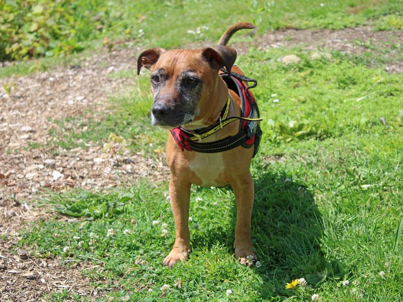 Jack Russell for adoption in Liverpool, Merseyside – 9 years old