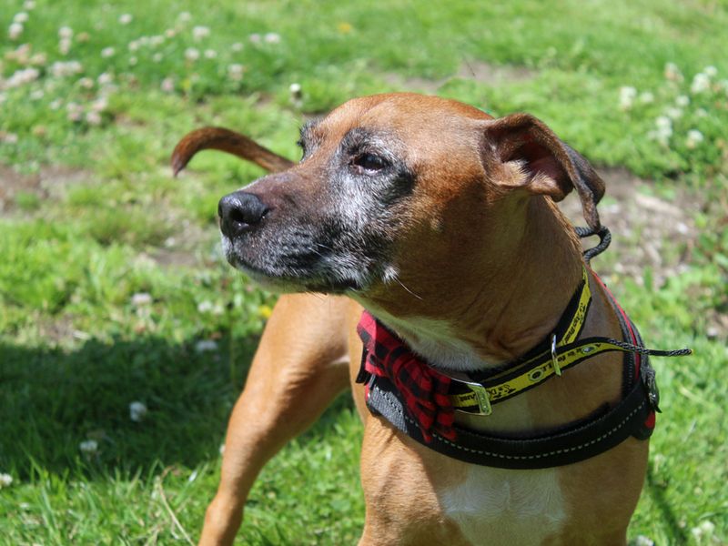 Jack Russell for adoption in Liverpool, Merseyside – 9 years old - Image 3 of 3