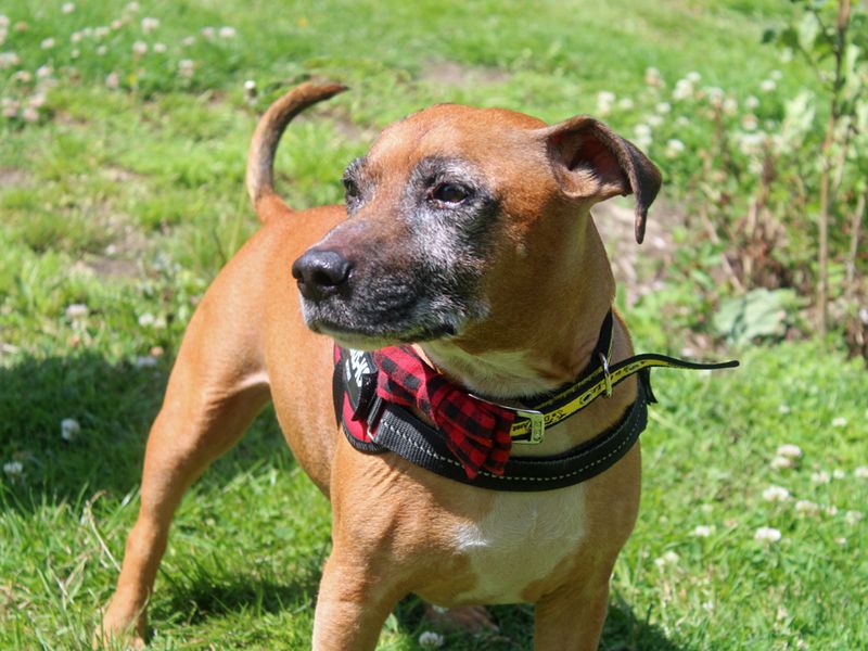 Jack Russell for adoption in Liverpool, Merseyside – 9 years old - Image 2 of 3