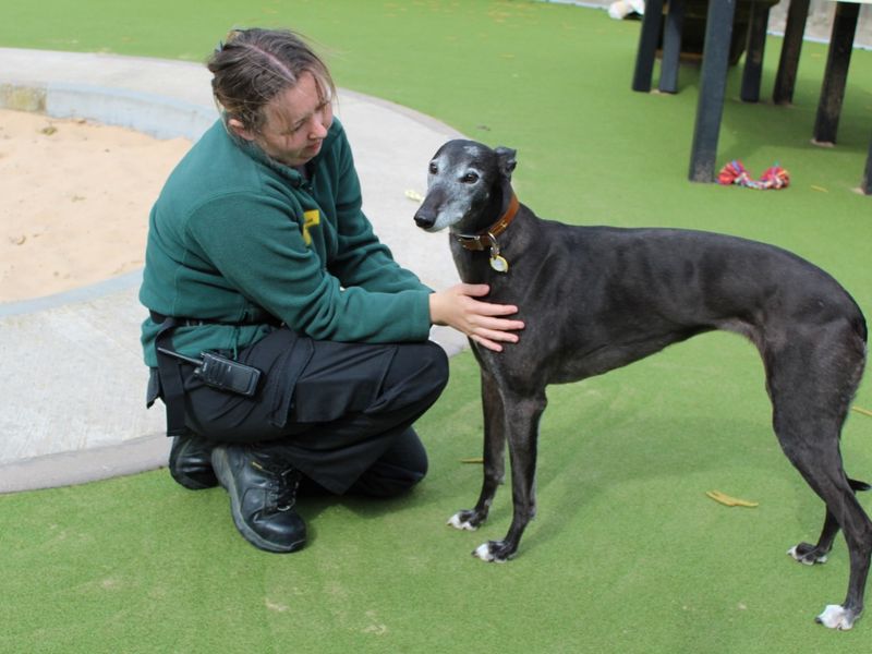 Diva for sale in Evesham, Worcestershire