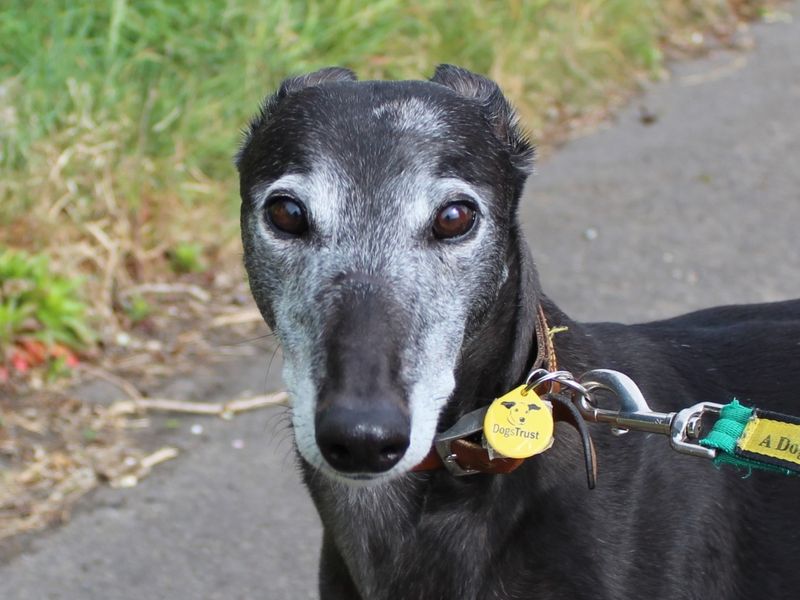 Diva for sale in Evesham, Worcestershire | Image 3