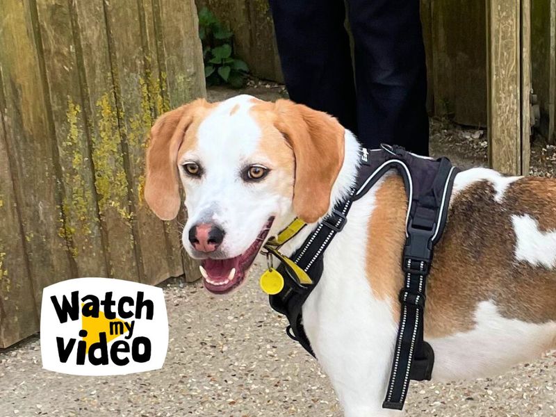 Ozzy | Trailhound Cross | Salisbury (Wiltshire) - 1