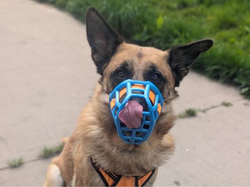 German Shepherd for adoption in Telford, Shropshire – 4 years old - Image 6 of 6