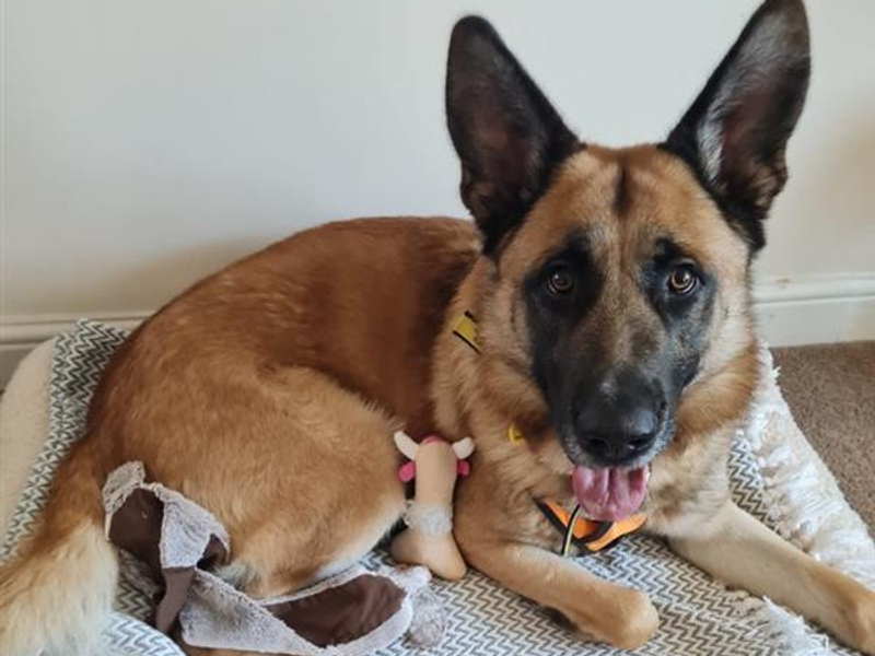 Bruno for sale in Telford, Shropshire - Image 4