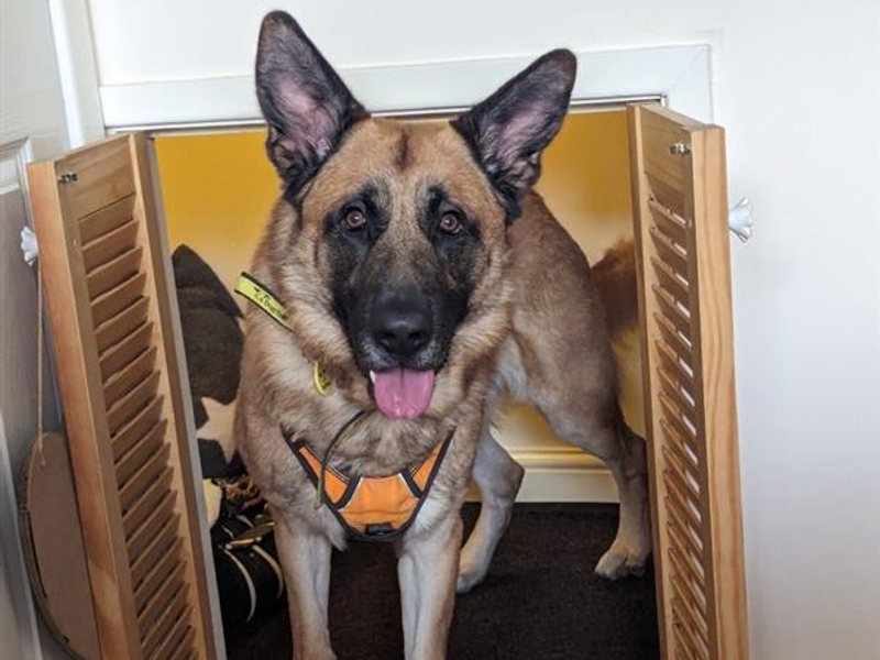 Bruno for sale in Telford, Shropshire - Image 2