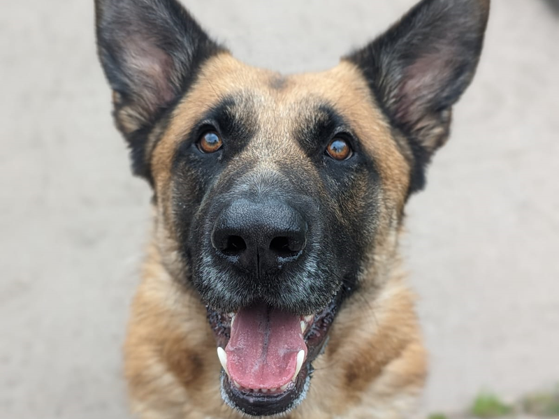 Bruno for sale in Telford, Shropshire - Image 3