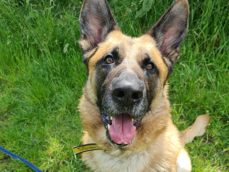 German Shepherd for adoption in Telford, Shropshire – 4 years old - Image 5 of 6