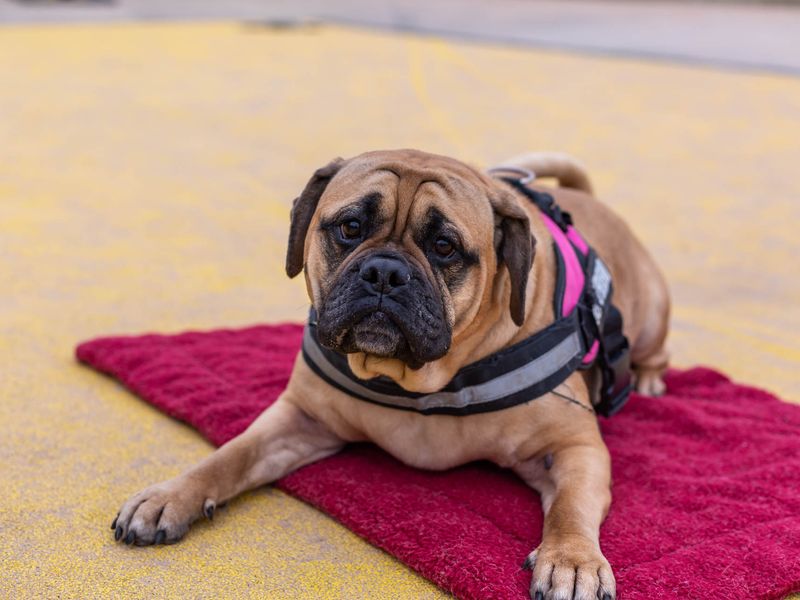 Adopt a Bulldog Cross Rescue Dog Rolo Dogs Trust