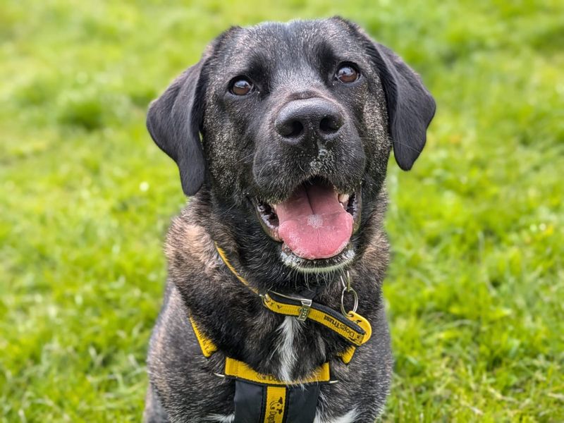Ruby | Crossbreed | West Calder (Edinburgh) - 1