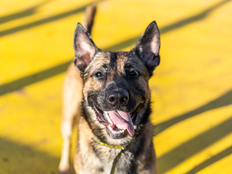 German Shepherd puppies for sale in Manchester – 4 years old
