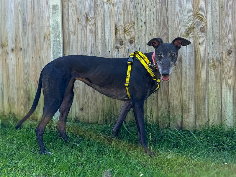 Greyhound for adoption in Snetterton, Norfolk – 7 years old - Image 3 of 5