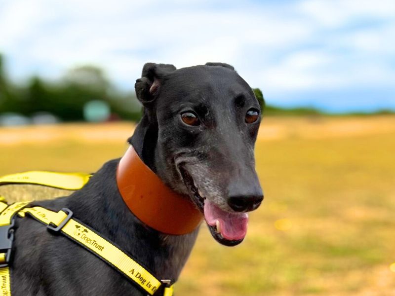 Greyhound for adoption in Snetterton, Norfolk – 7 years old - Image 2 of 5