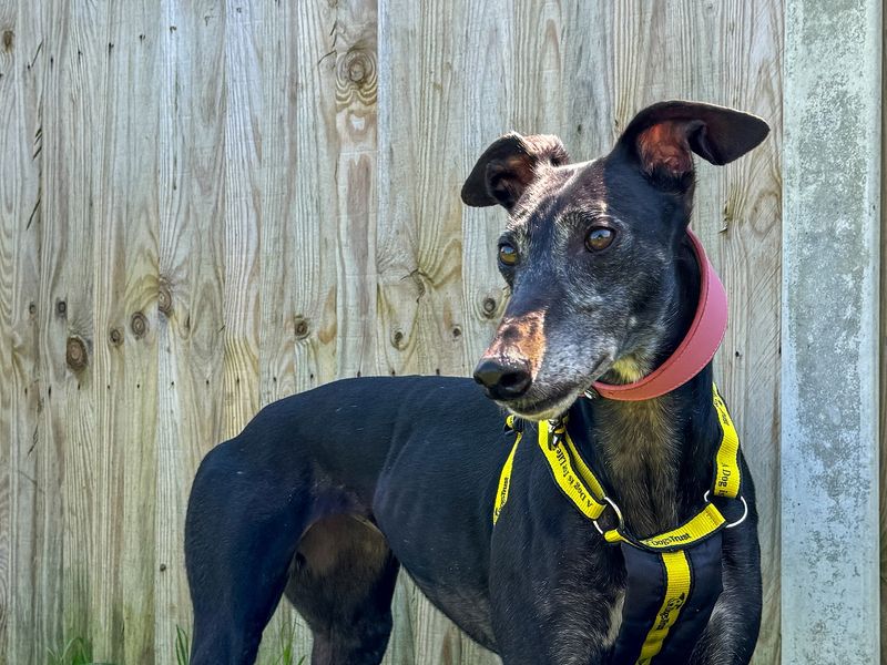 Greyhound for adoption in Snetterton, Norfolk – 7 years old - Image 5 of 5
