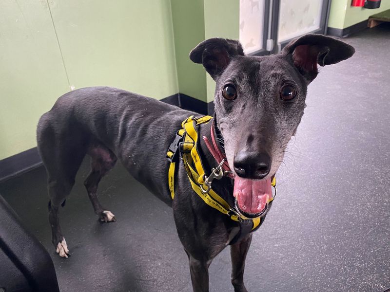 Greyhound for adoption in Snetterton, Norfolk – 7 years old - Image 4 of 5