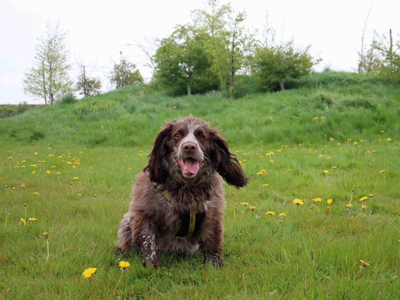 Cocker Spaniel puppies for sale in Sadberge – 6 years old